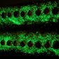 The Pomme & Poppy Bar -Glow in the Dark!!!(Shipping after 9/3/25)